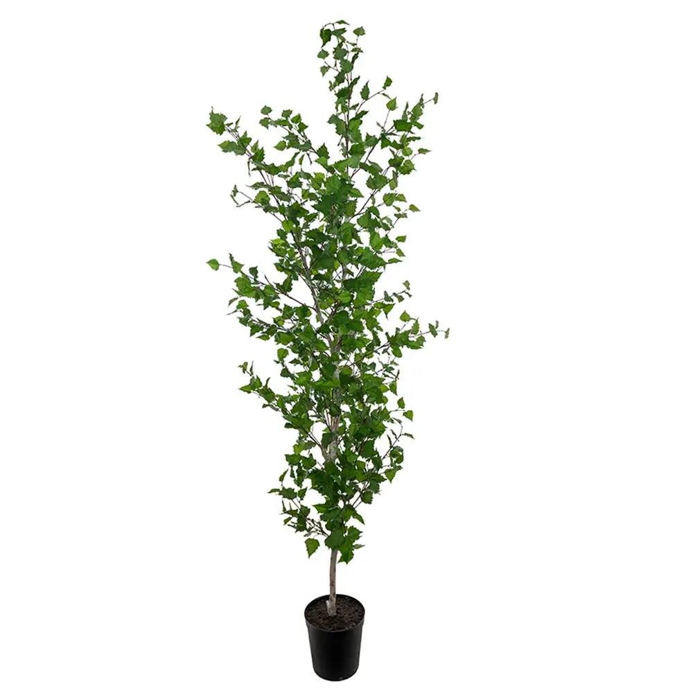 Mr Plant Birke Træ 250 cm