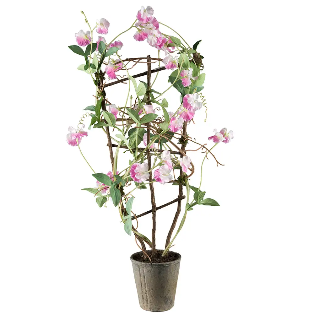 Mr Plant Duftpæon Potteplante 90 cm Lyserød