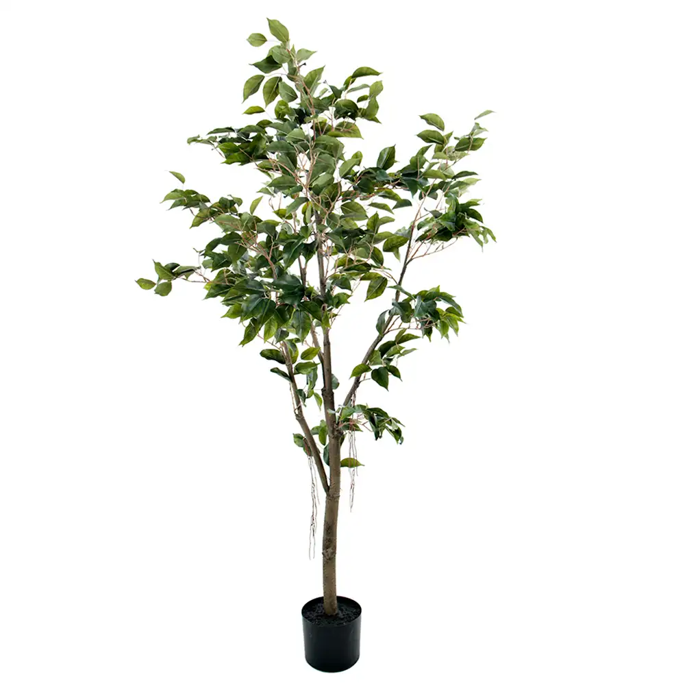 Mr Plant Benjaminfigen 180 cm