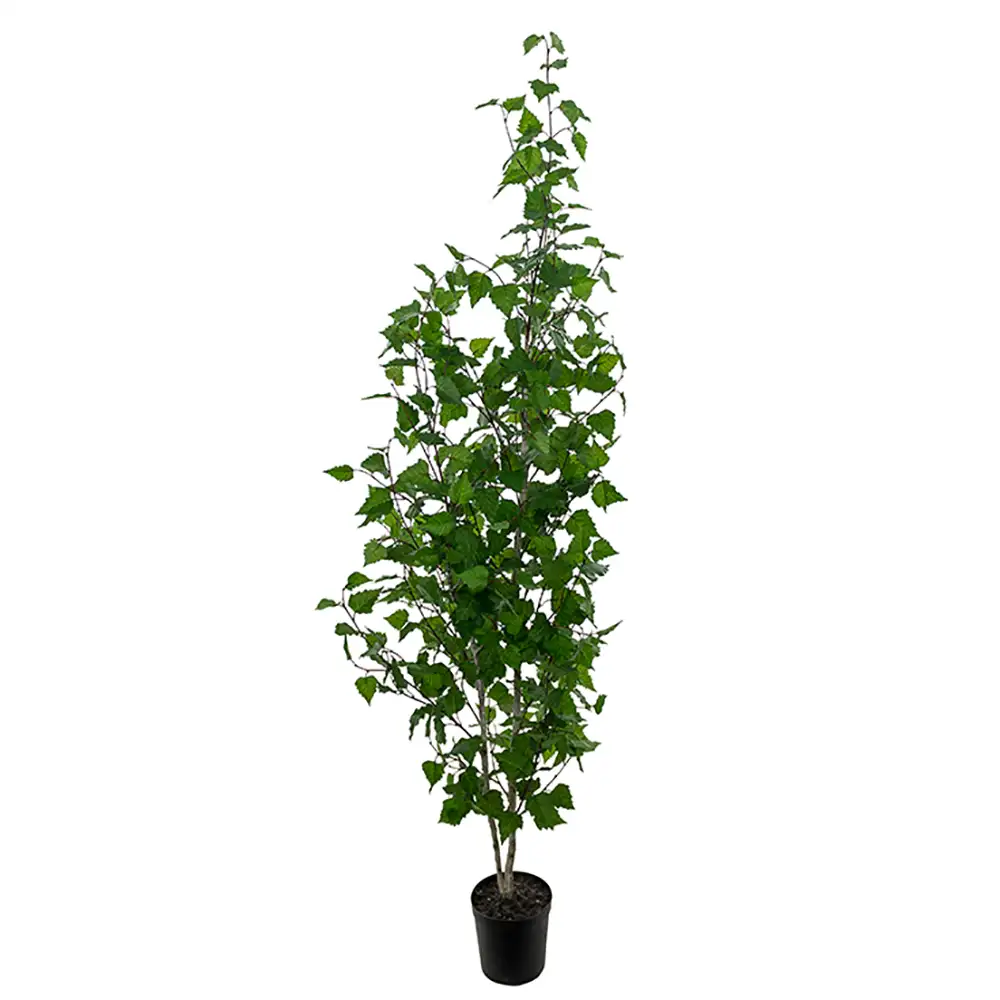 Mr Plant Birke Træ 180 cm