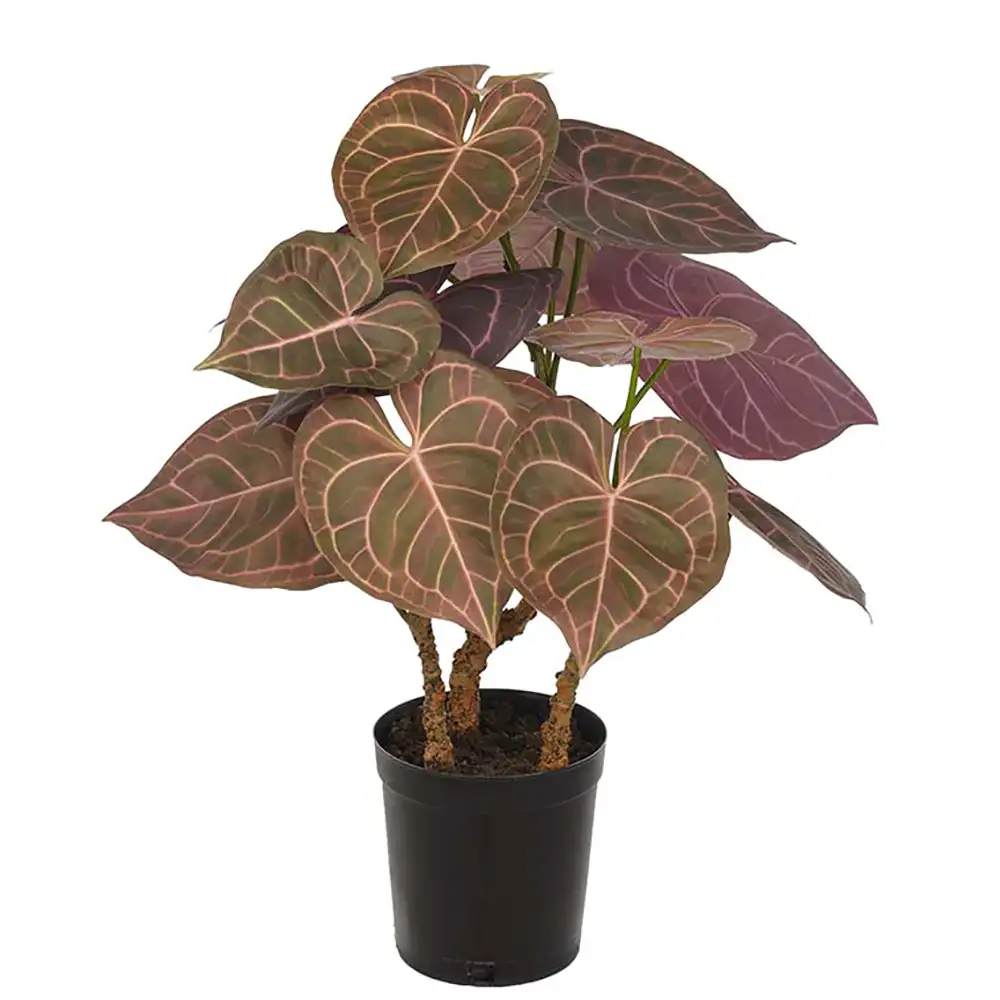 Mr Plant Anthurium Potteplante 60 cm