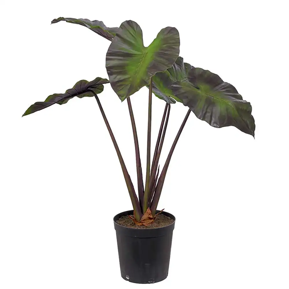 Mr Plant Alocasia Træ 100 cm