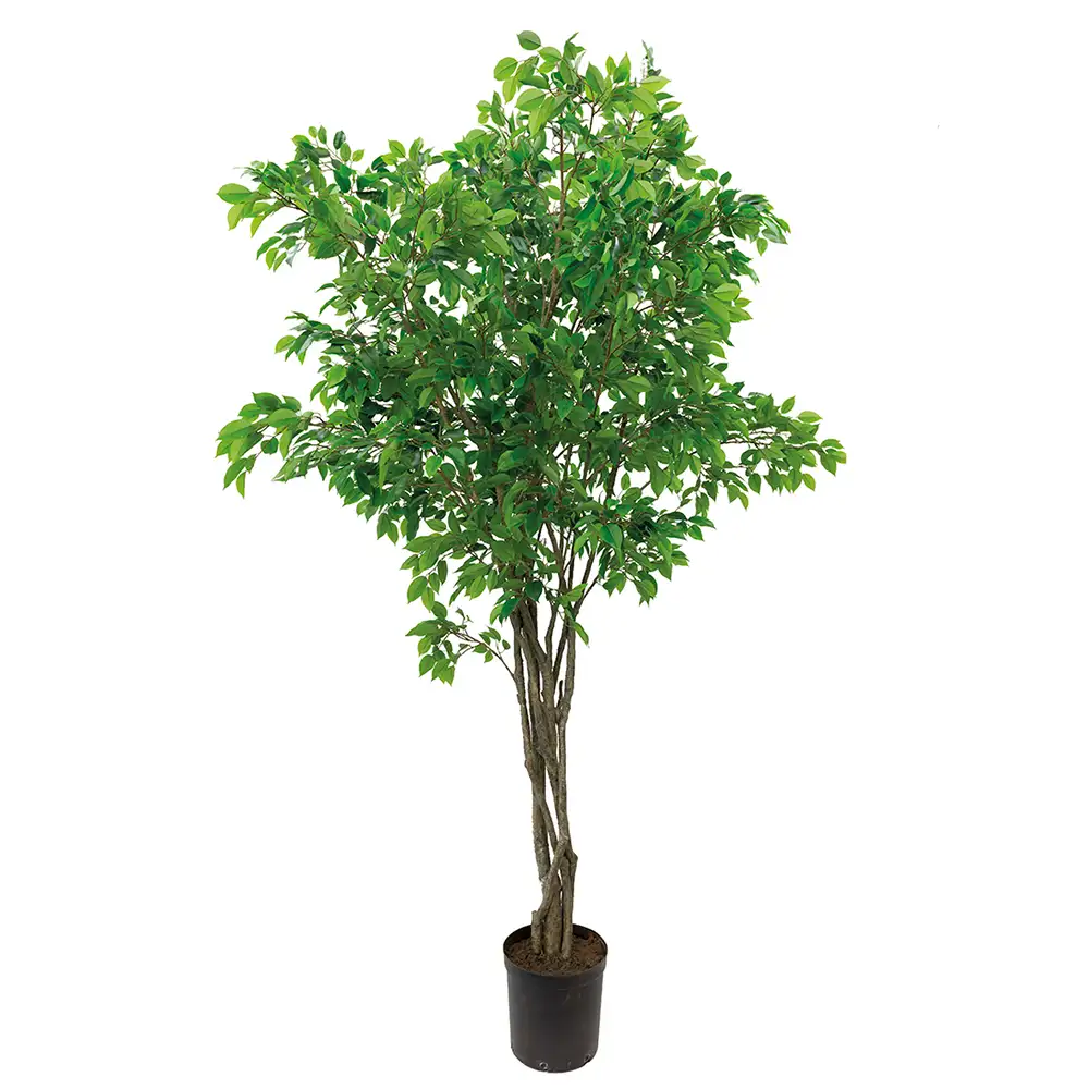 Mr Plant Benjaminfigen 300 cm