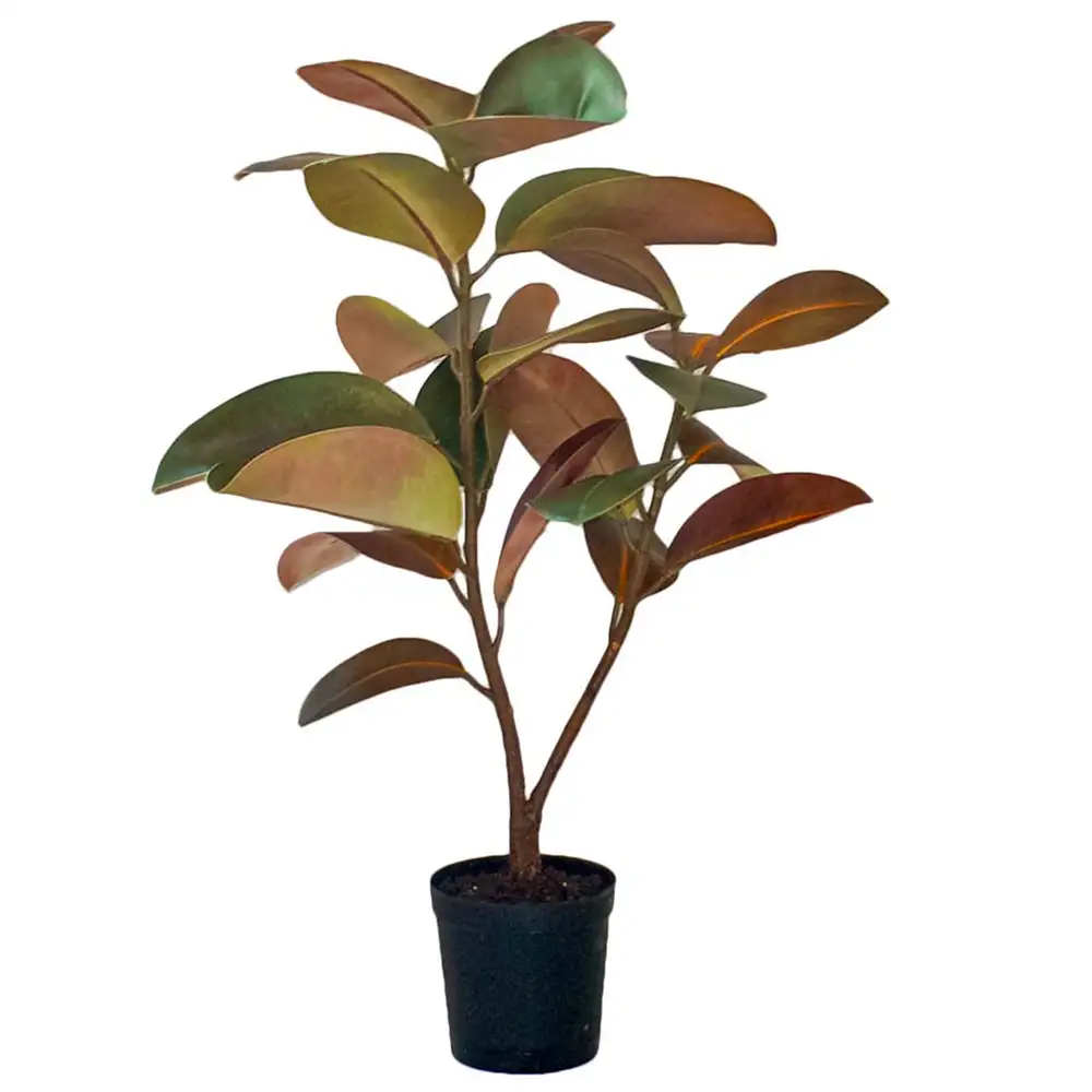 Mr Plant Fikus Elastica 90 cm