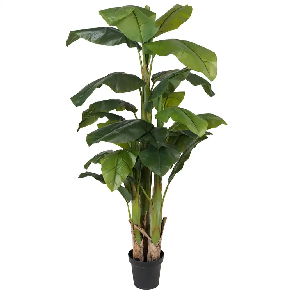 Mr Plant Banan Træ 240 cm