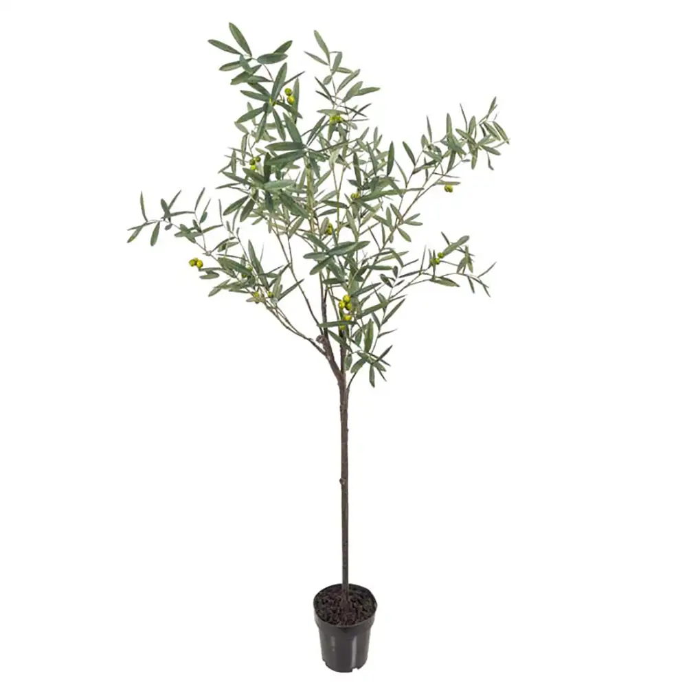 Mr Plant Oliventræ 170 cm