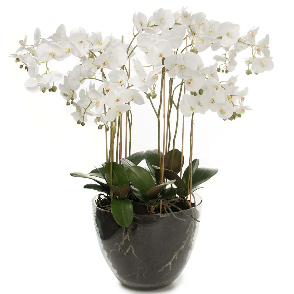 Mr Plant Phalaenopsis Orkide 90 cm Hvid