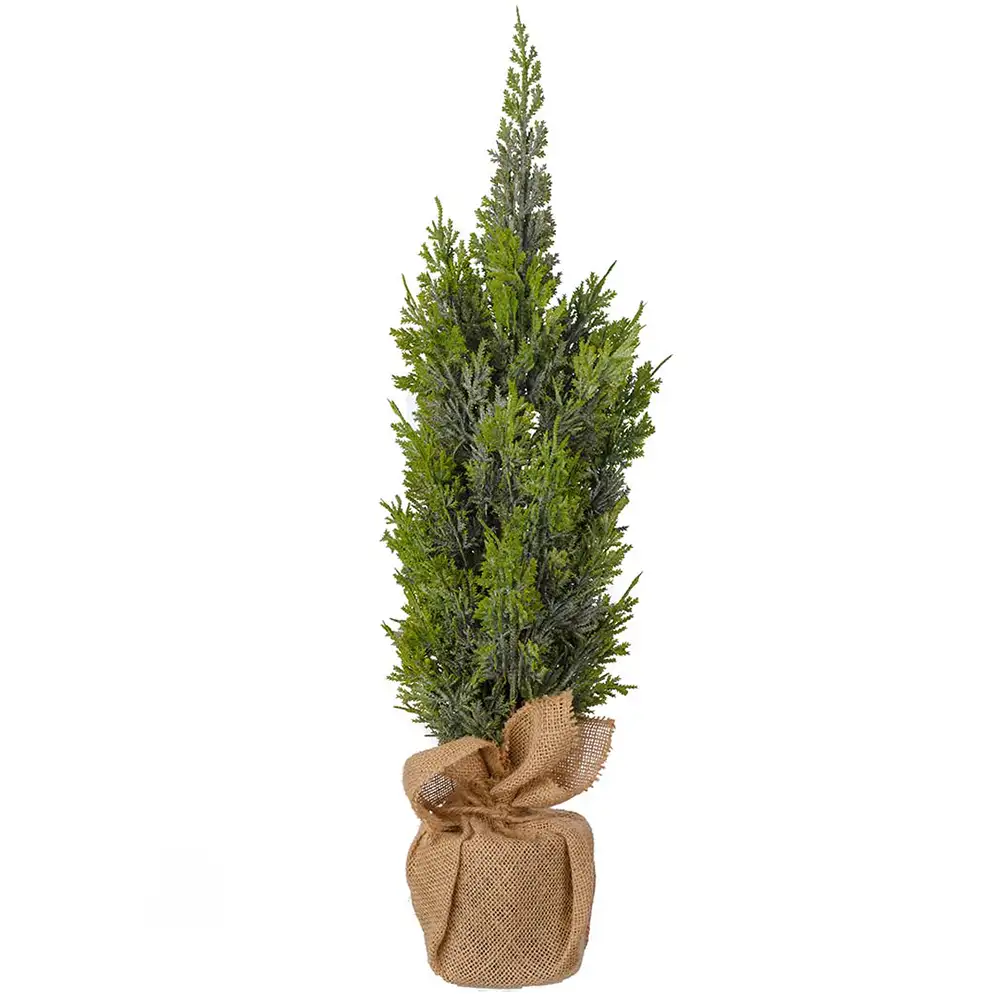 Mr Plant Cypres i potte 65 cm