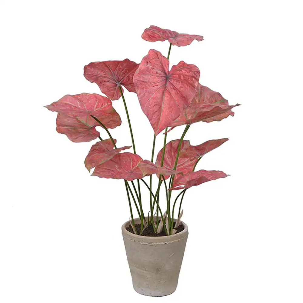 Mr Plant Caladium Potteplante 80 cm Lyserød