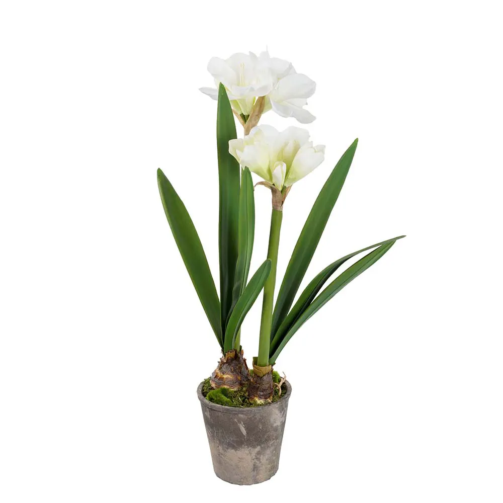 Mr Plant Amaryllis 90 cm Hvid