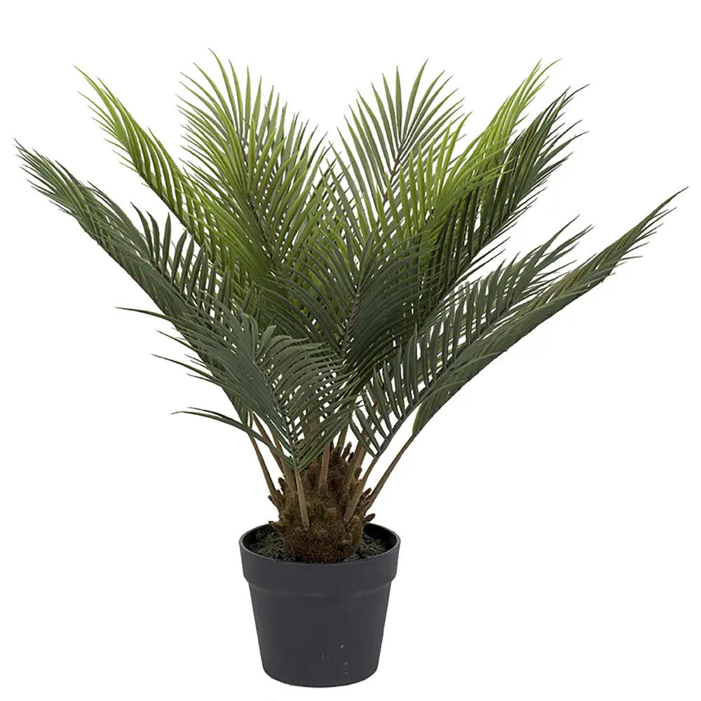 Mr Plant Cycas Potteplante 60 cm