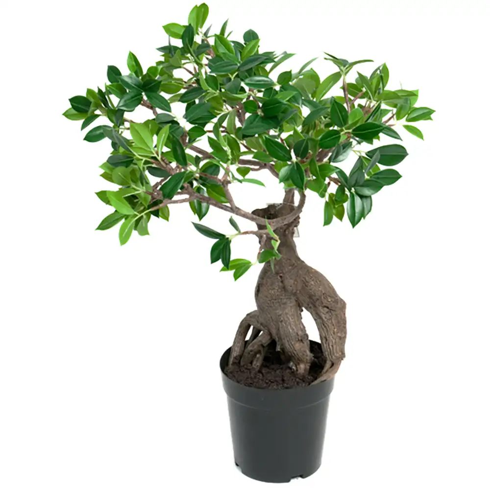 Mr Plant Ginseng Potteplante 50 cm