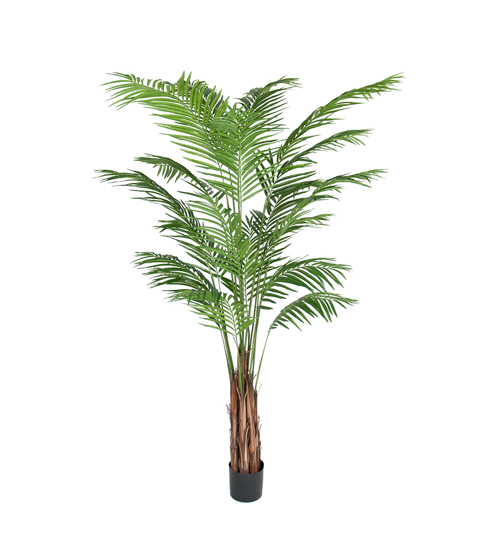 Mr Plant Arekapalme 210 cm