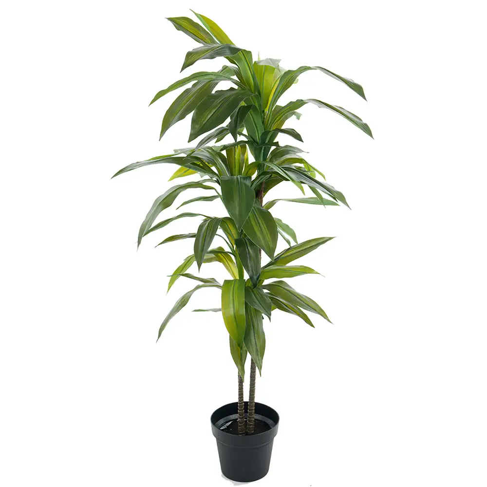 Dracena Træ 100 cm