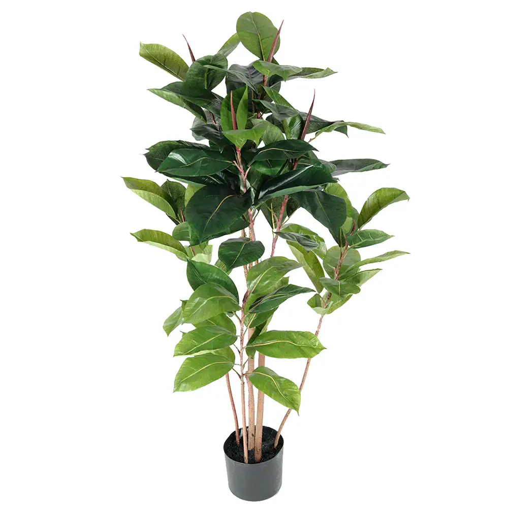 Mr Plant Fikus Robusta 120 cm