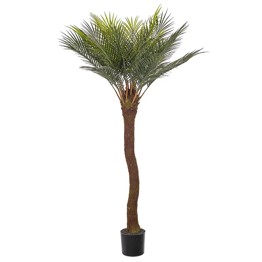 Mr Plant Cycas Palme 90 cm