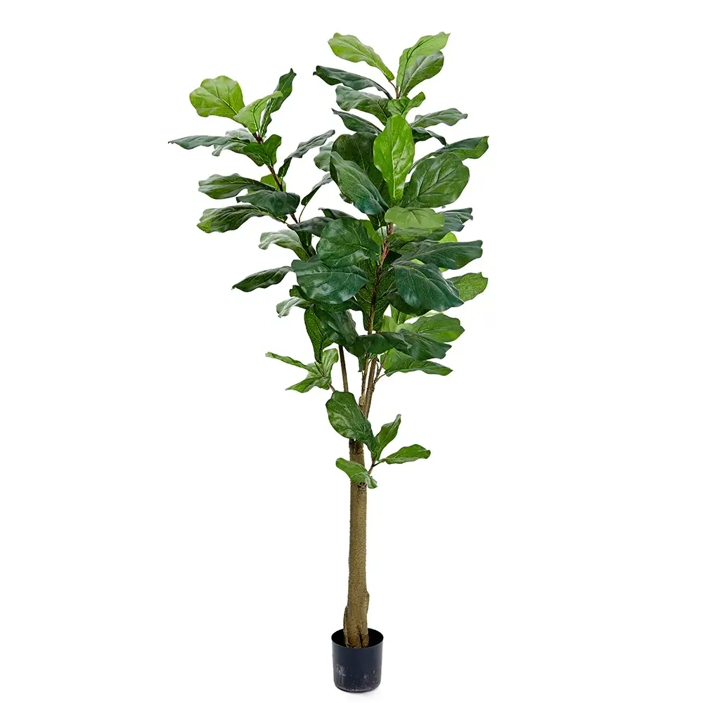 Mr Plant Violfigen 150 cm