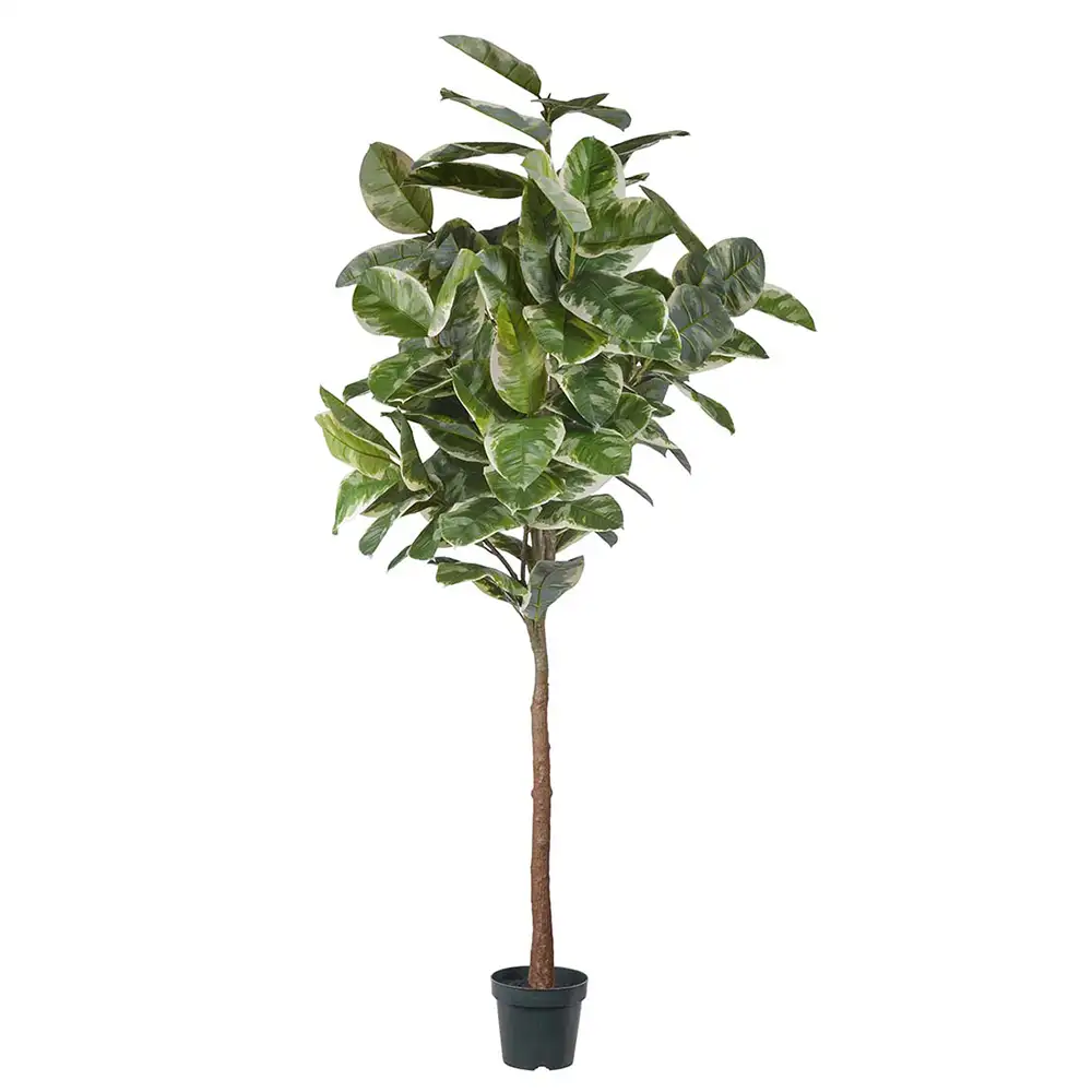 Mr Plant Figen Elastica 240 cm