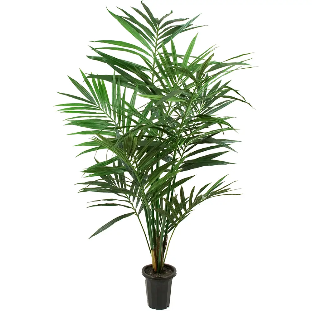 Mr Plant Kentiapalme 150 cm