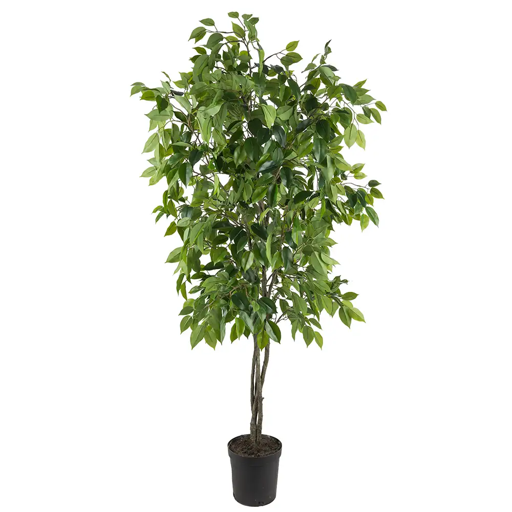 Mr Plant Benjaminfigen 165 cm