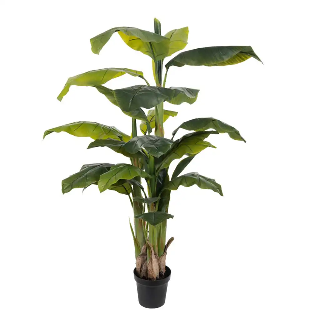 Mr Plant Banan Træ 150 cm 2-pakke