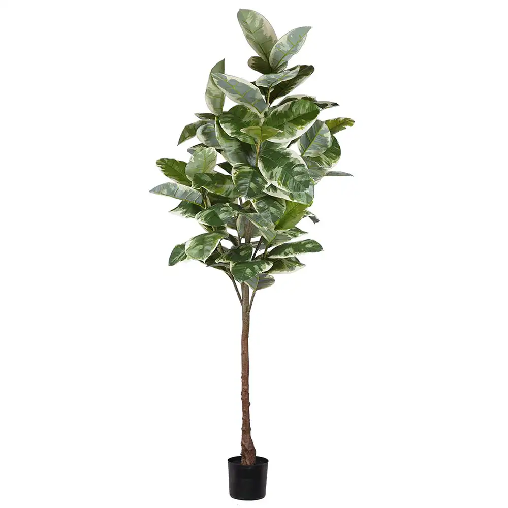 Mr Plant Figen Elastica 220 cm