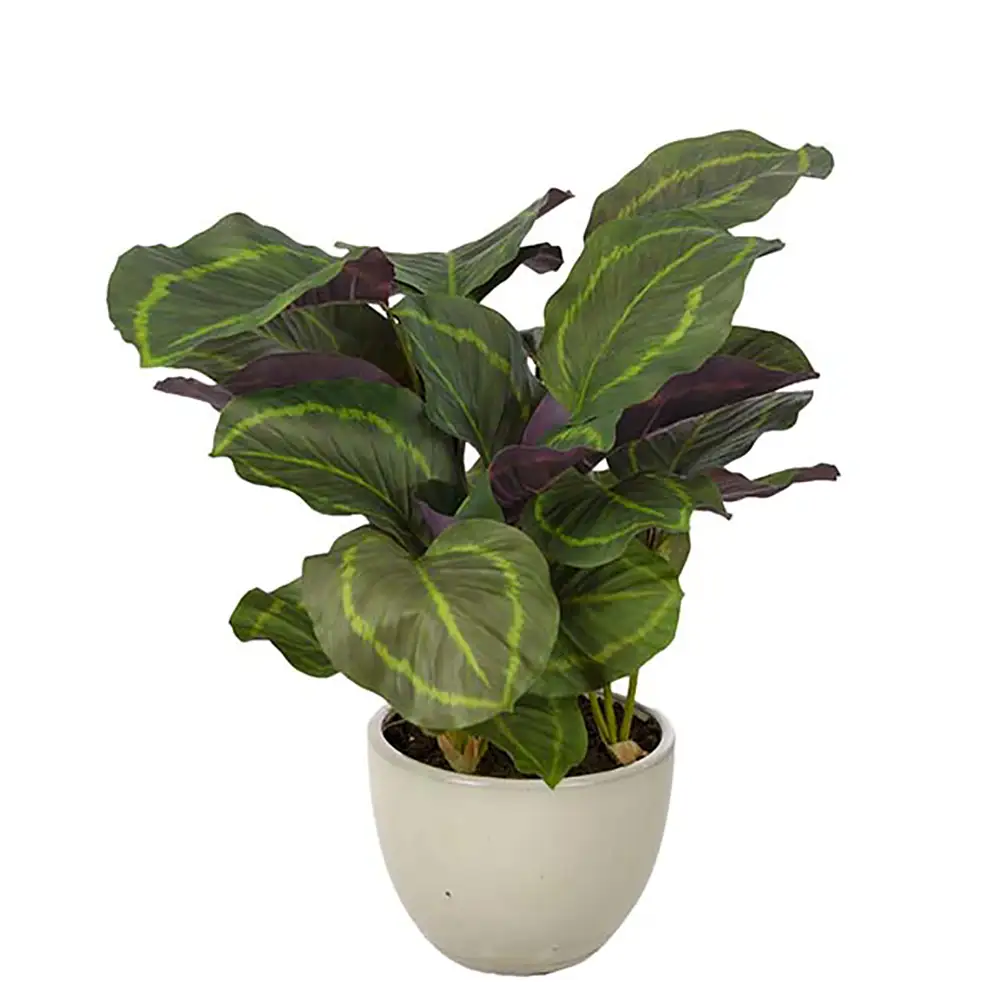 Mr Plant Calathea Potteplante 65 cm