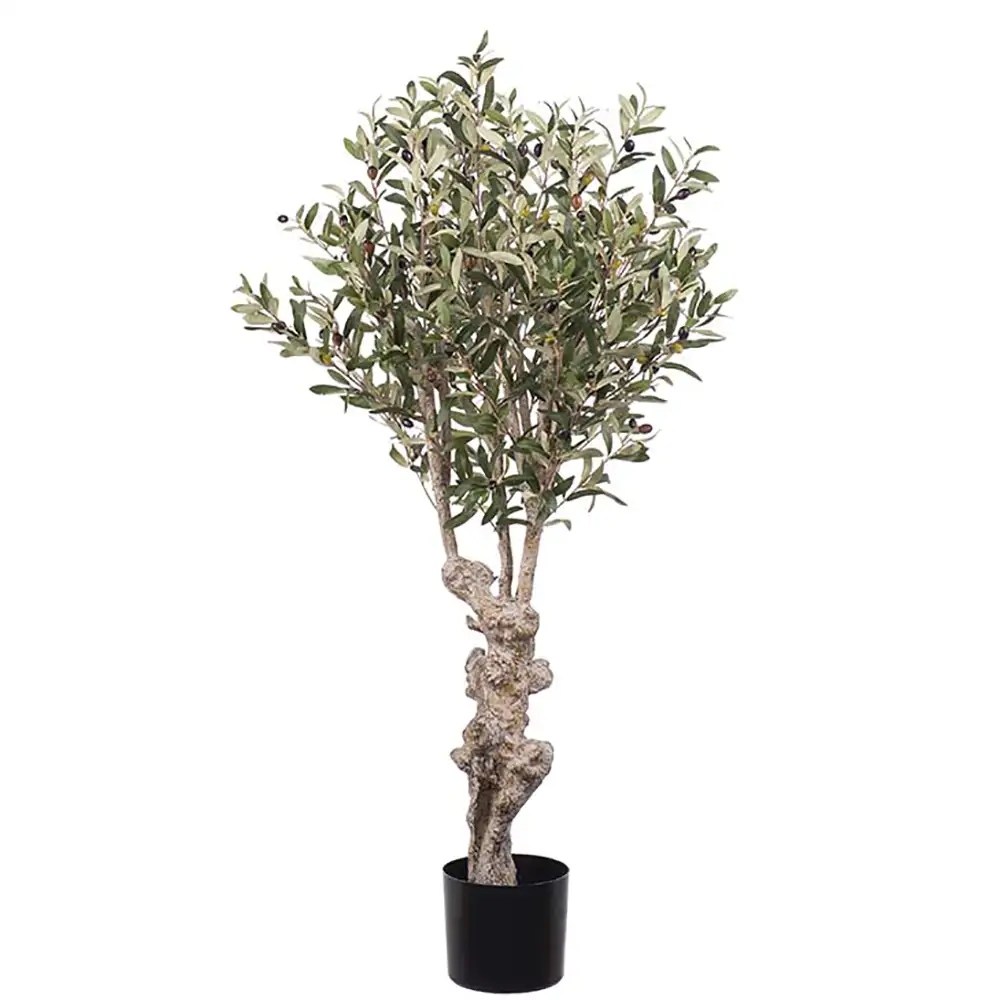 Mr Plant Oliventræ 120 cm