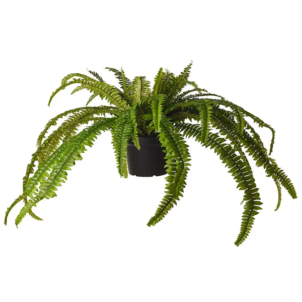 Mr Plant Bregne 55 cm