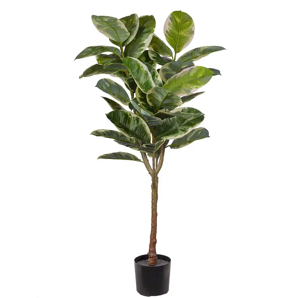 Mr Plant Figen Elastica 150 cm