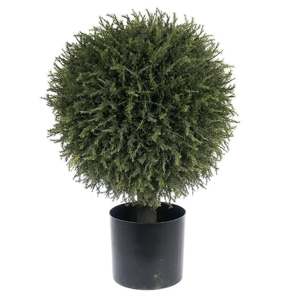 Mr Plant Grantræ 55 cm