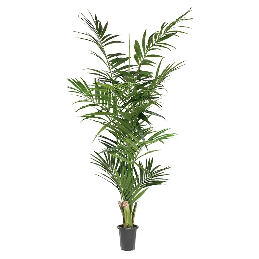 Mr Plant Kentiapalme 240 cm