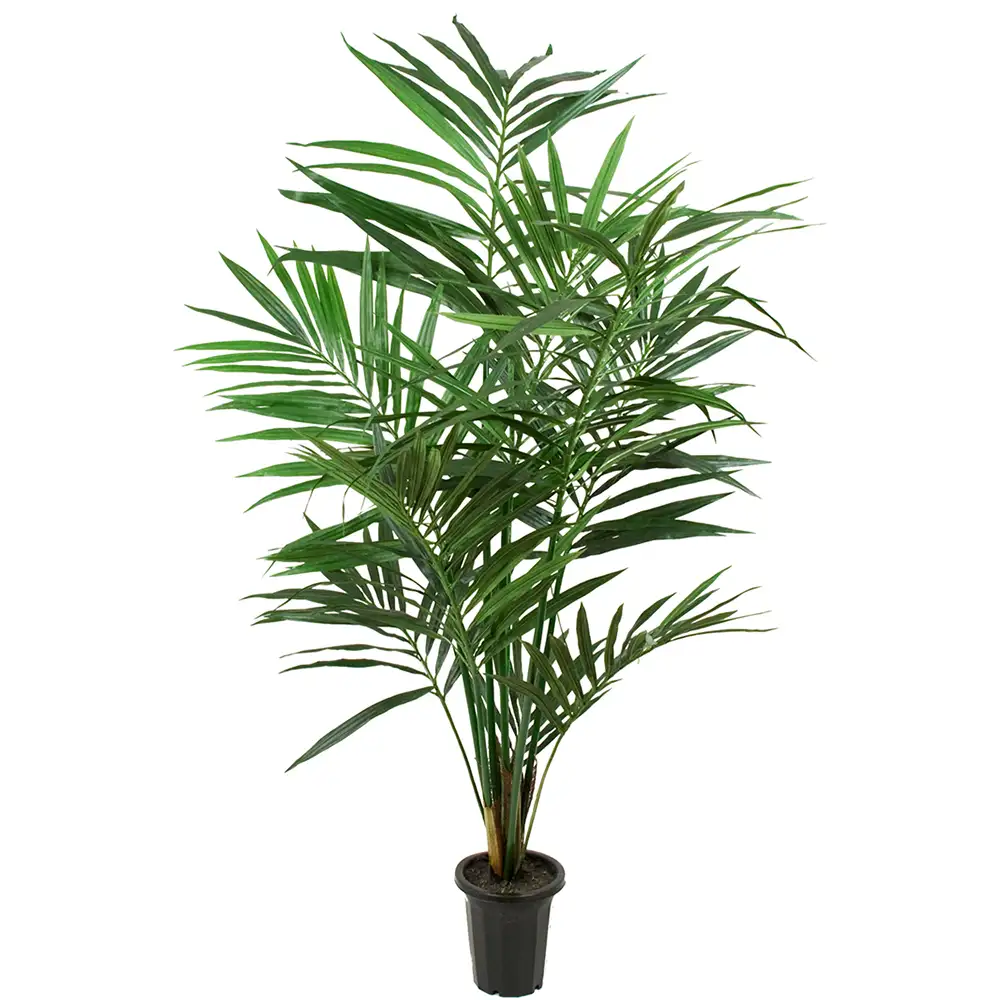 Mr Plant Kentiapalme 120 cm