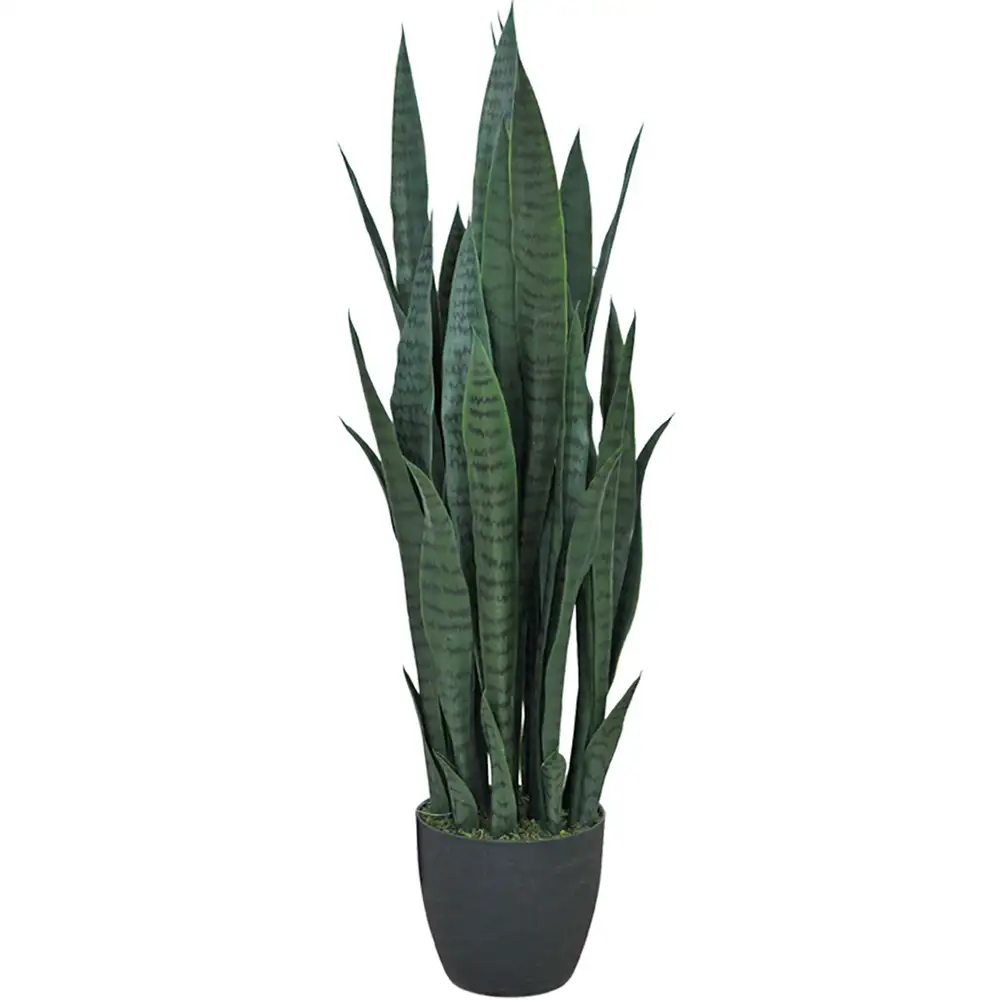 Mr Plant Sansevieria Potteplante 100 cm