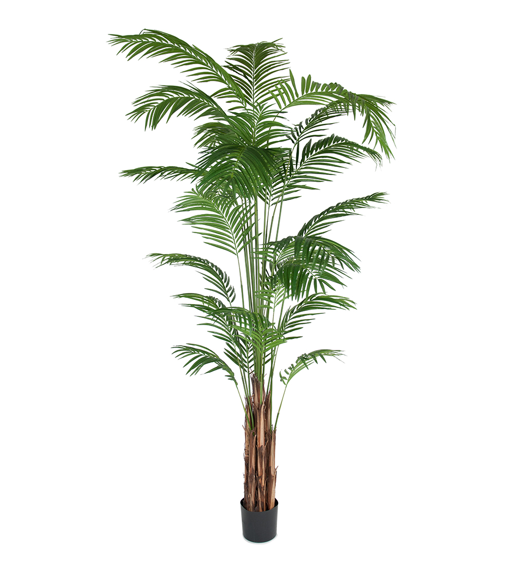 Mr Plant Arekapalme 270 cm
