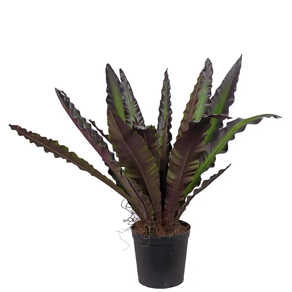 Mr Plant Asplenium Træ 90 cm