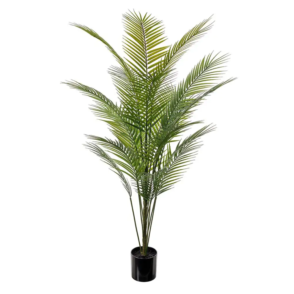 Mr Plant Bjergpalme 180 cm