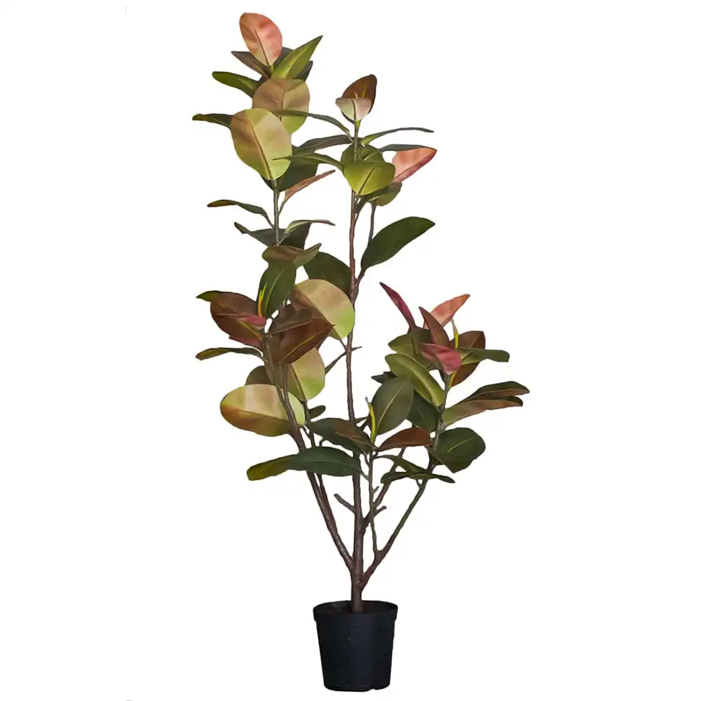 Mr Plant Fikus Elastica 180 cm