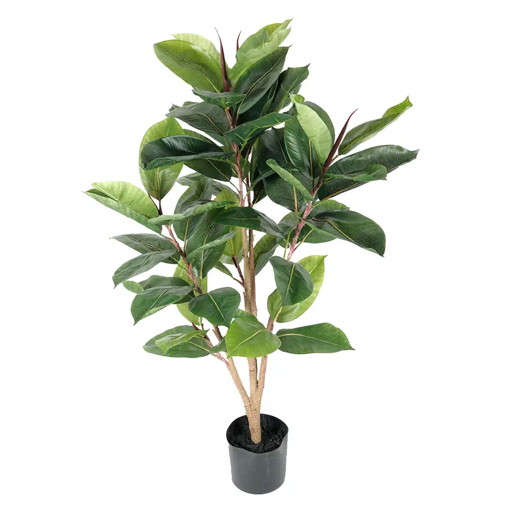 Mr Plant Fikus Robusta 90 cm