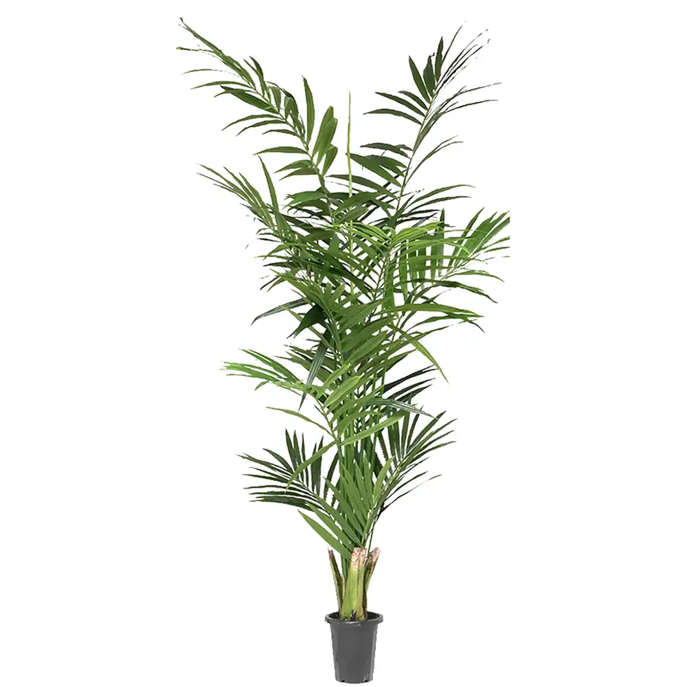 Mr Plant Kentiapalme 210 cm