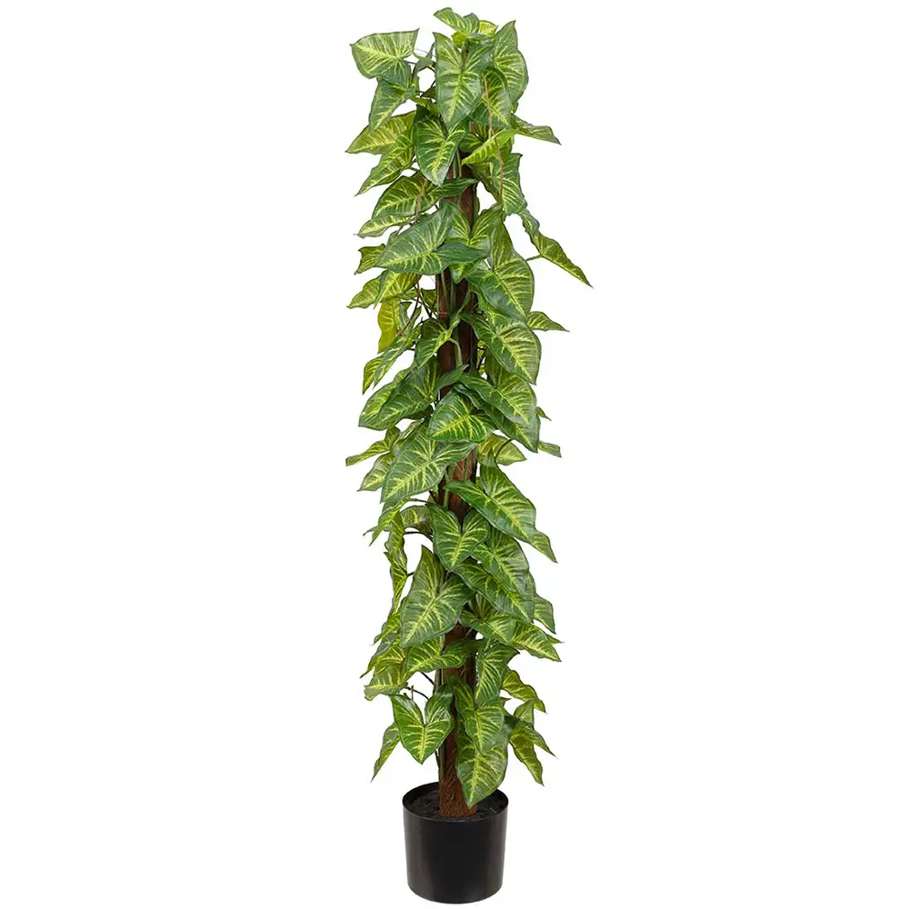 Mr Plant Gåsefod Træ 120 cm