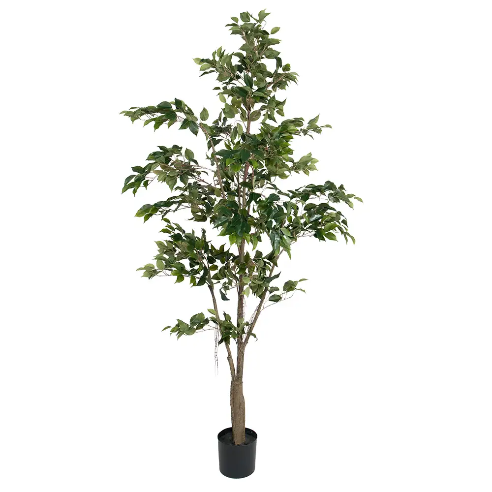 Mr Plant Benjaminfigen 210 cm