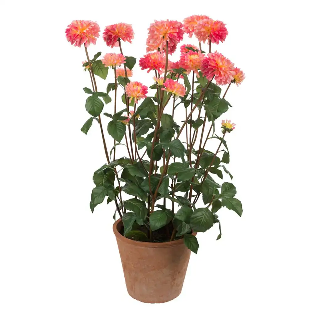 Mr Plant Dahlia Potteplante 100 cm Lyserød